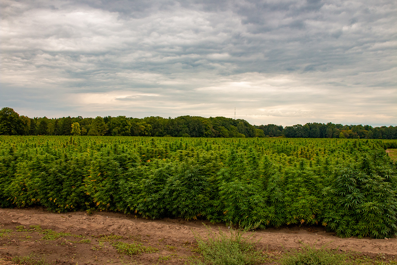 Hemp-farm